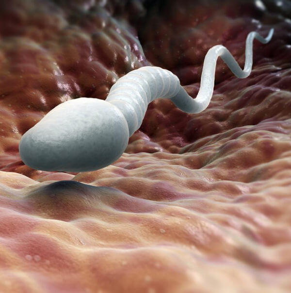 ivf-with-donor-sperm-in-india